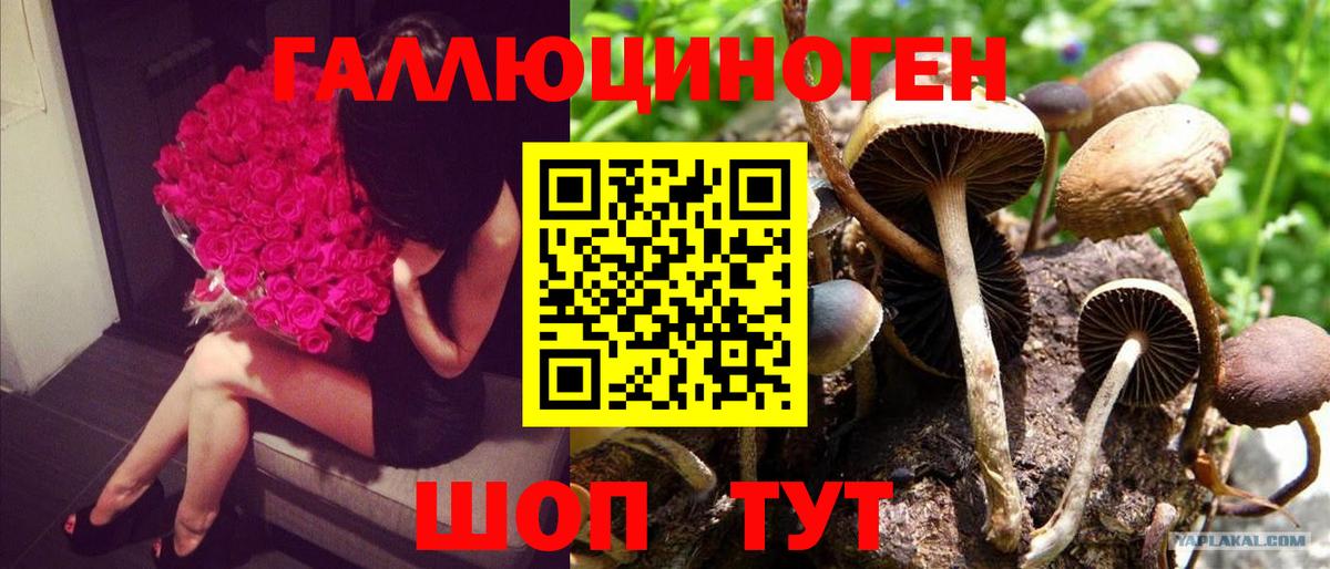 Псилоцибиновые грибы Psilocybe  Вход с VPN  Сатка 